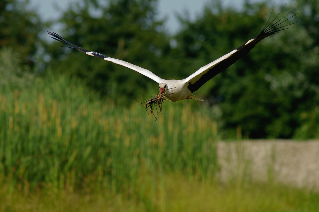 La costruzione del nido