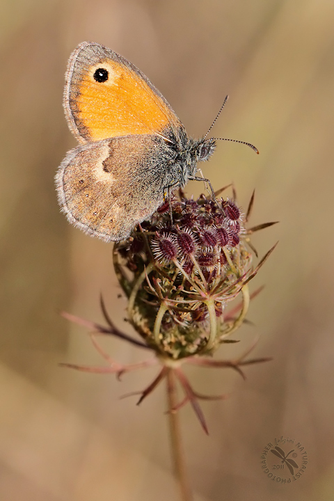 Coenonympha pamphilus