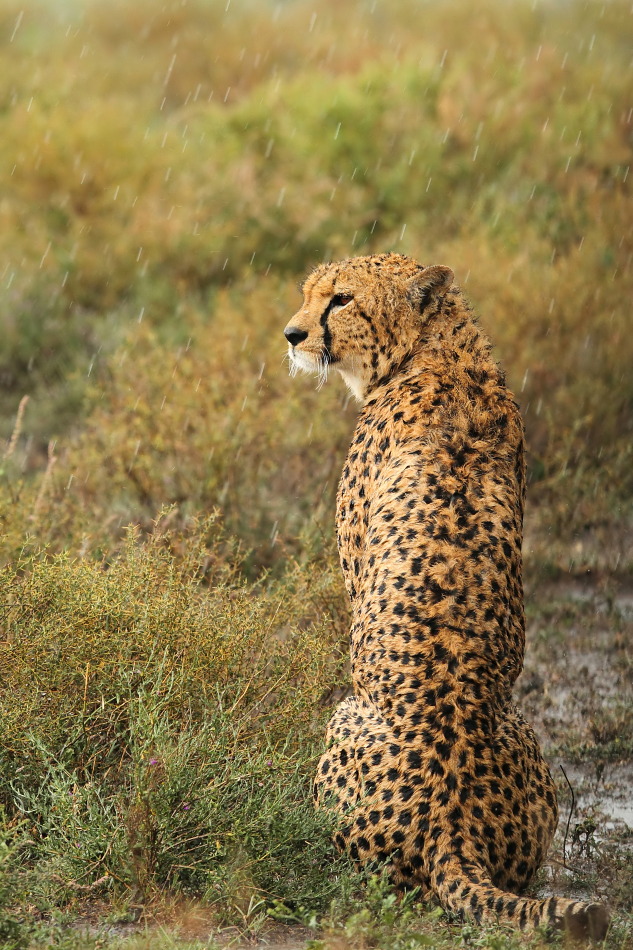 pioggia nel serengeti
