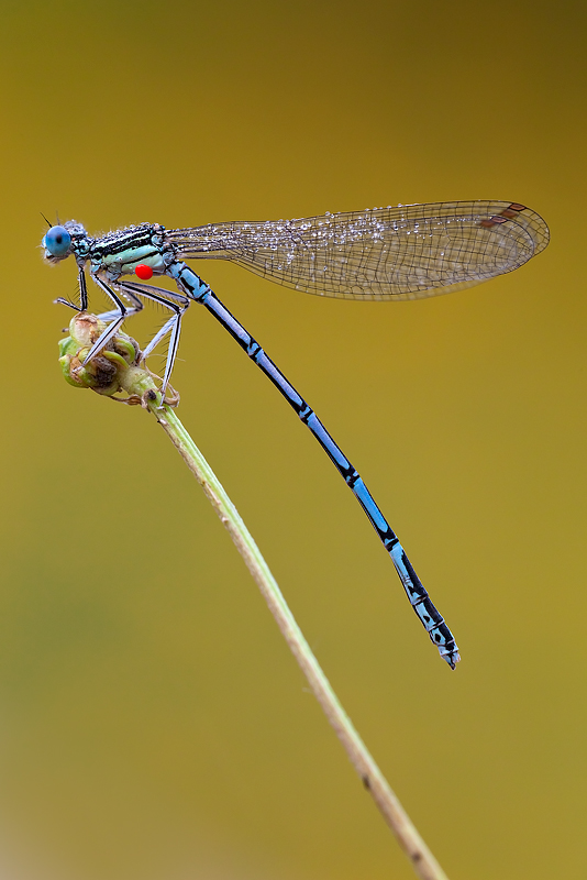 ...Platycnemis Pennipes...