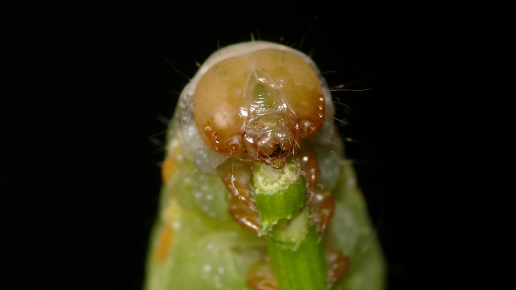 BRUCALIFFO..C'E' FEELING :)