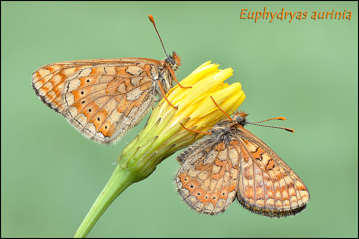 Euphydryas aurinia