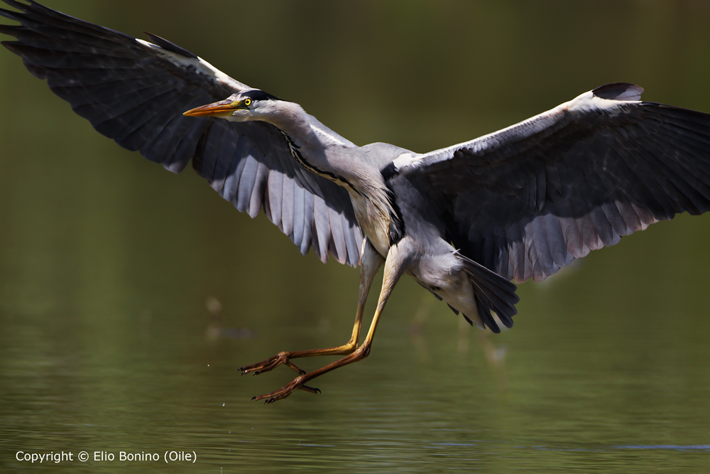 Airone Cenerino (Ardea cinerea)