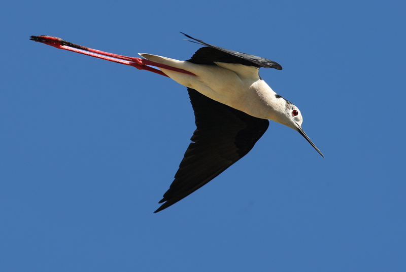 cavaliere d'italia in volo