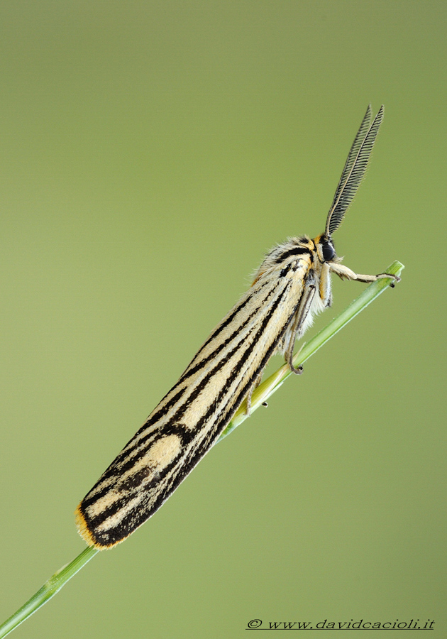 Coscinia striata. Arctidae