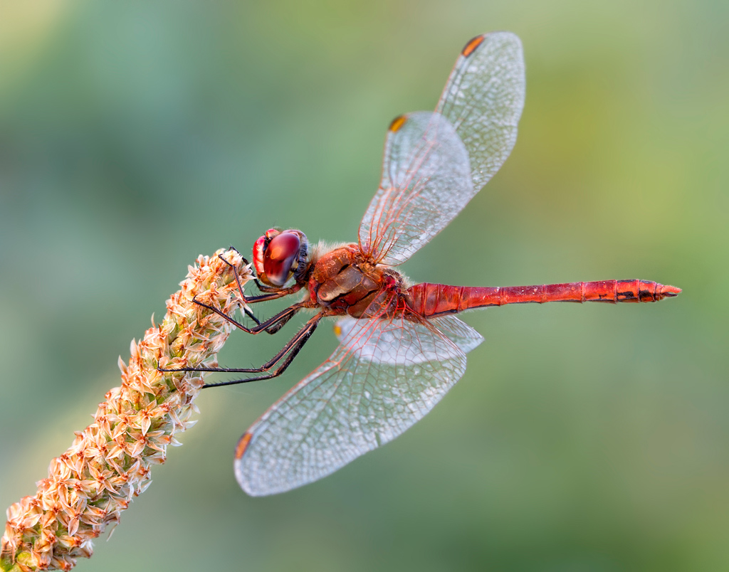 Sympetrum sanguineum