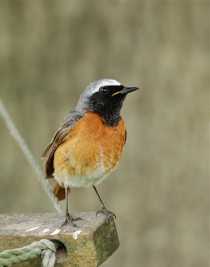 Codirosso con...cacca