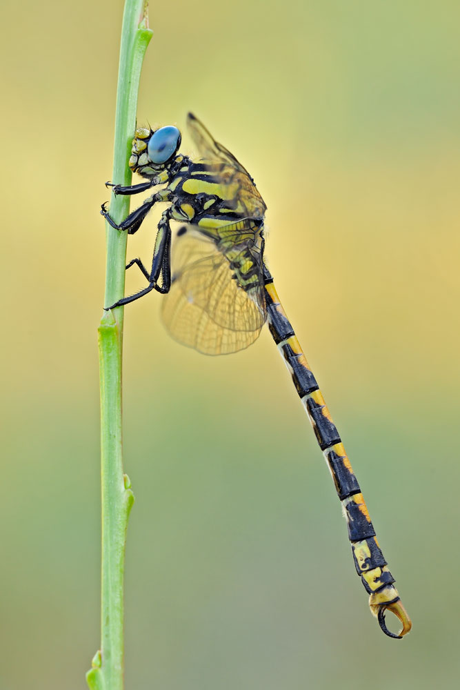 Onychogomphus uncatus