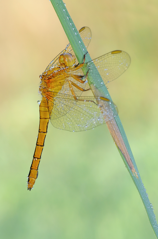 Crocothemis erythraea