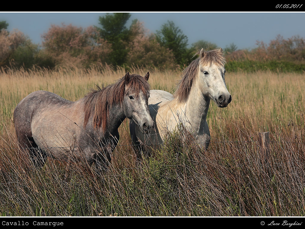 Camargue # 7