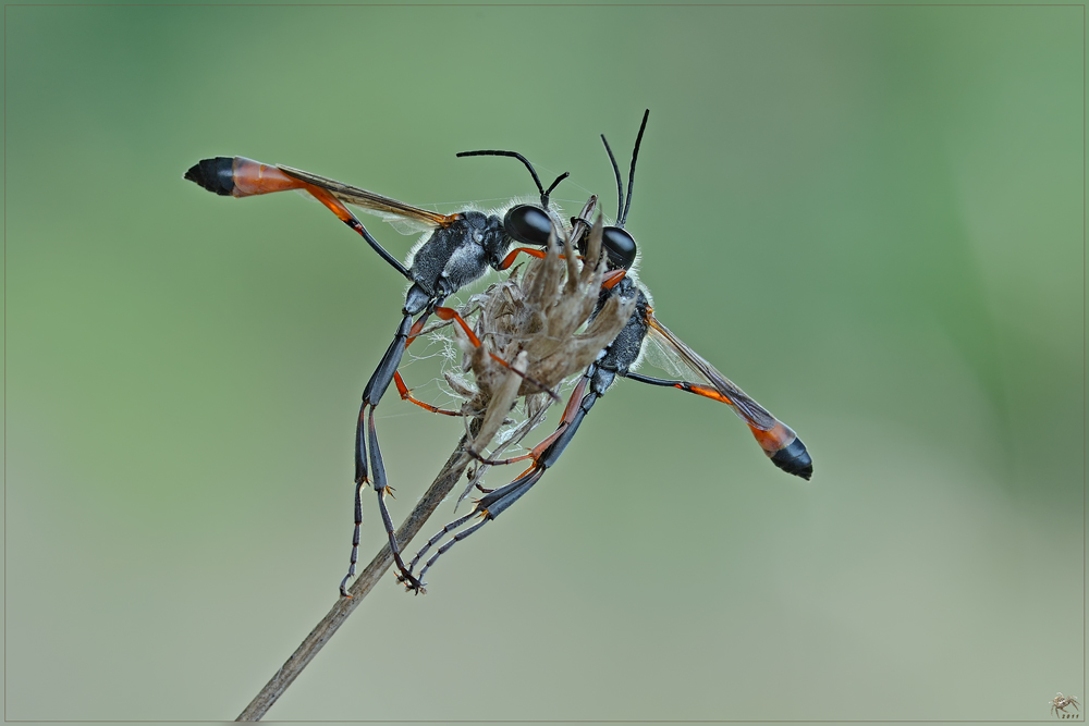 Ammophila procera