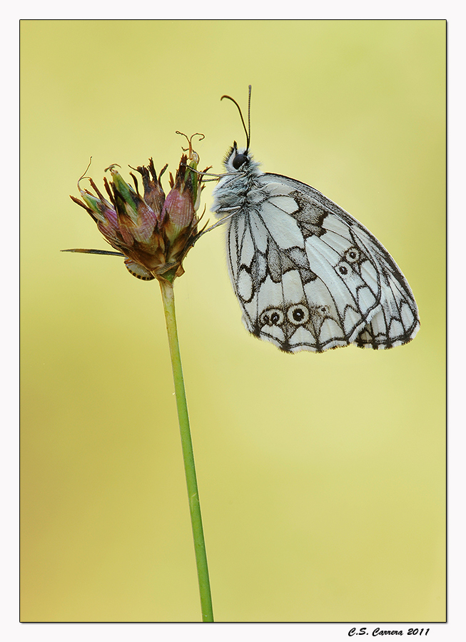 Melanargia Galathea
