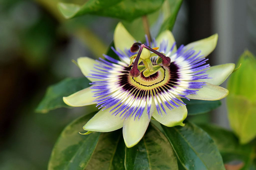 Passiflora