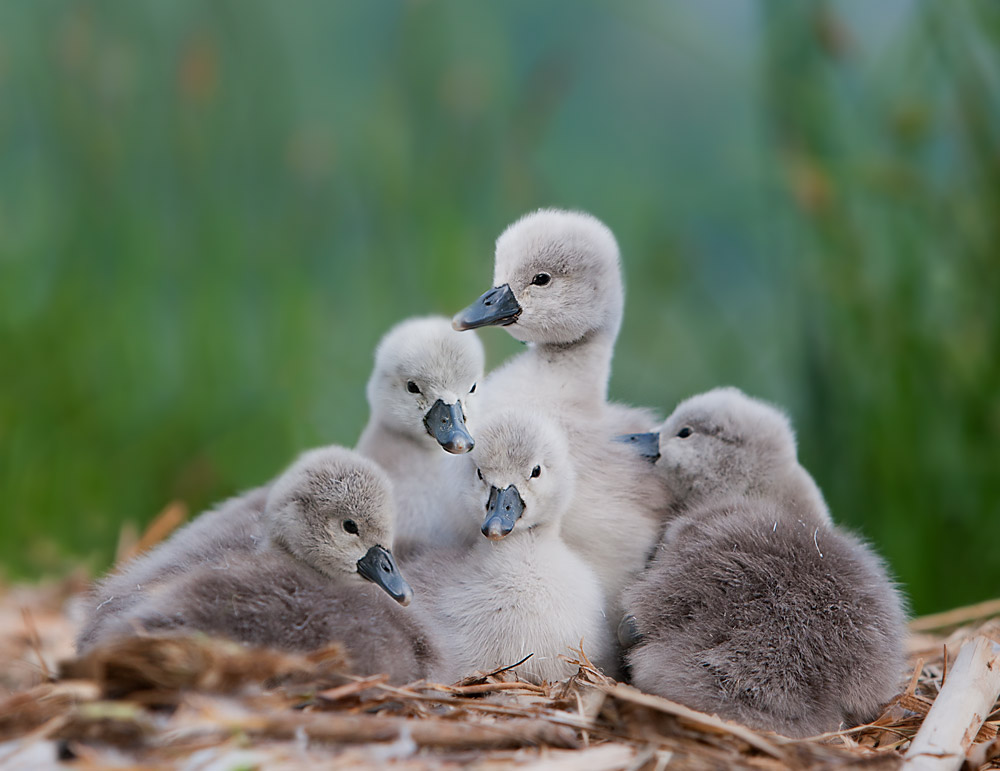 Tutti insieme appassionatamete