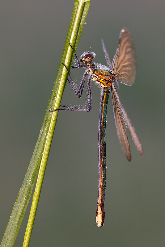 ...Calopteryx Virgo Merdionalis....