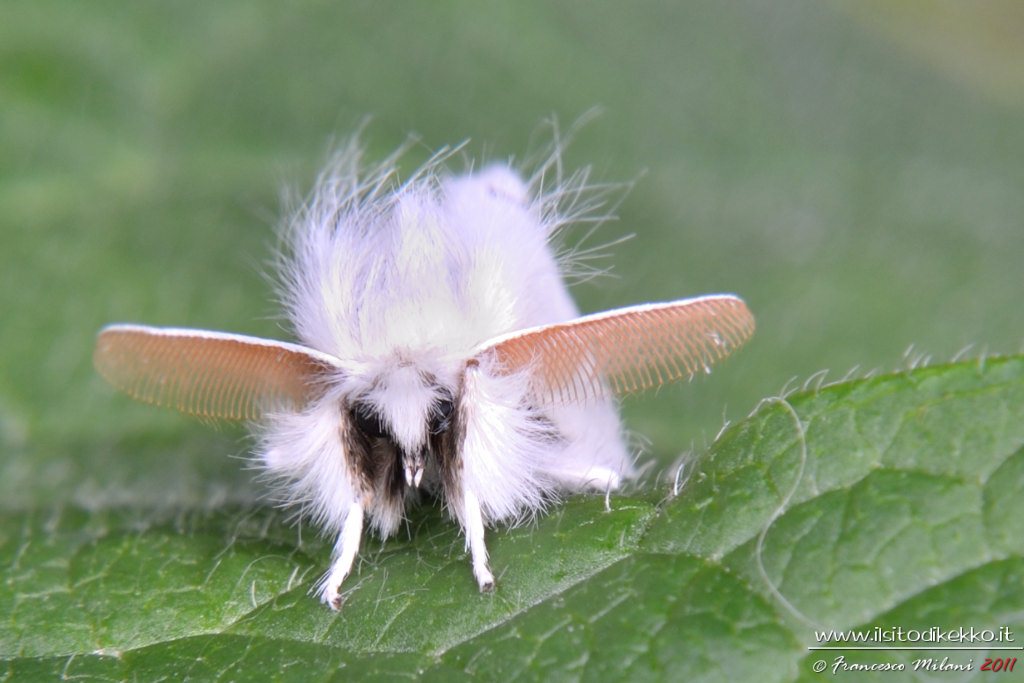 Falena bianca