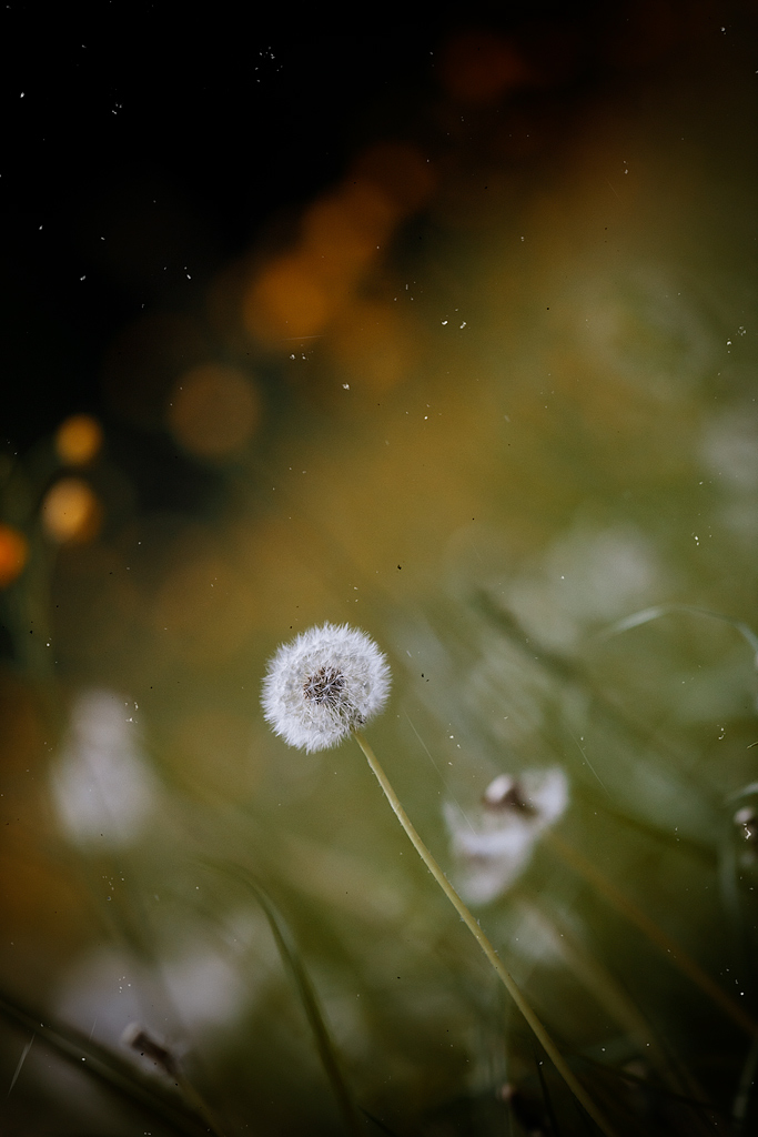 La magia dei prati di Maggio