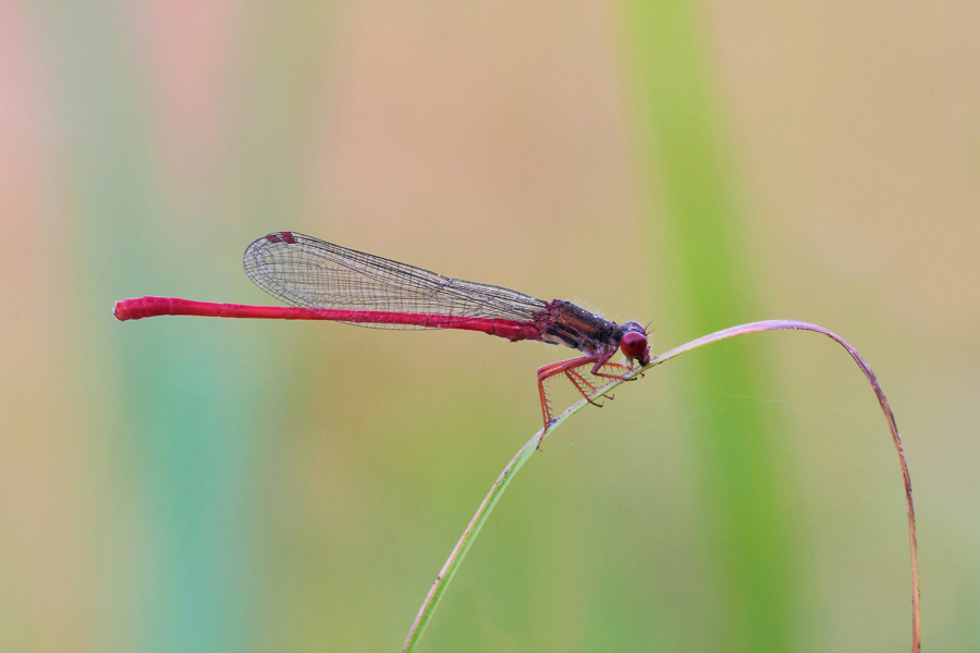 ...Il Ponte Sull'Arcobaleno...!!!