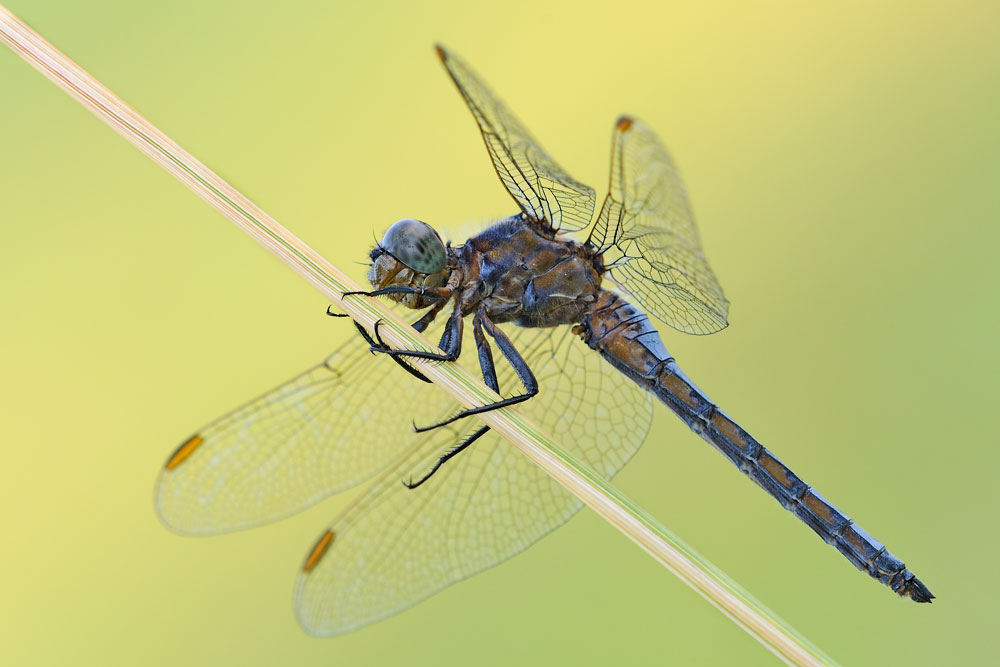 Orthetrum coerulescens