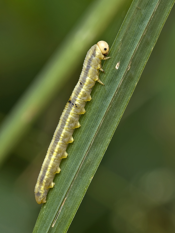 occhietto ....vispo...