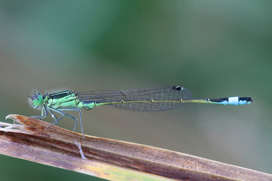 ...Brutto Il Posatoio Ma Carina Lei...!!!