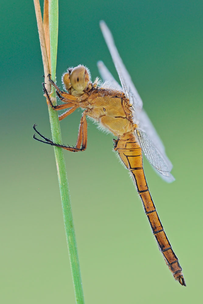Orthetrum coerulescens