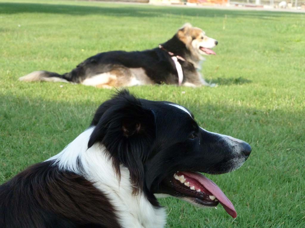 Ritratto cane e sfocato