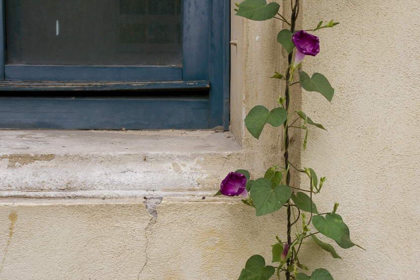 Insoddisfatta bellezza