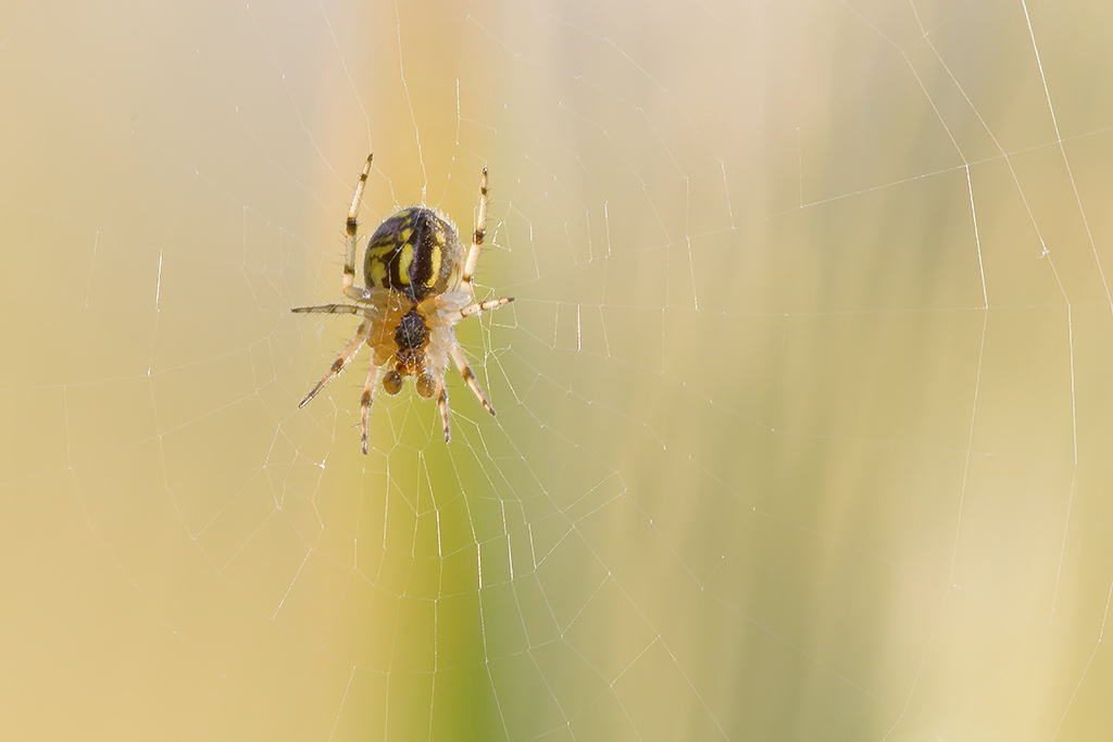 Ragnetto in trasparenza