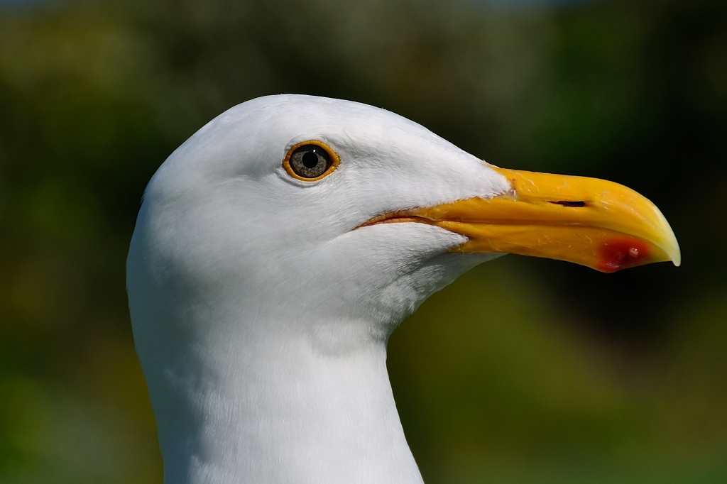 incontro ravvicinato