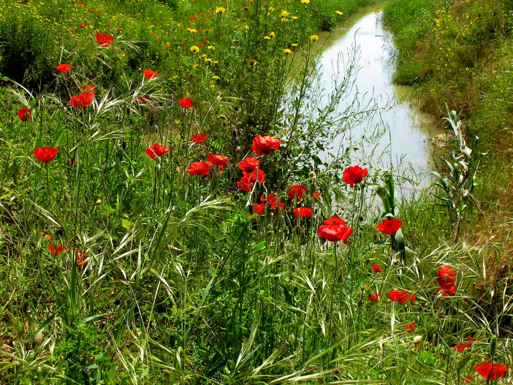 Mille papaveri rossi...