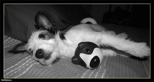 Doppio Jack Russel 2