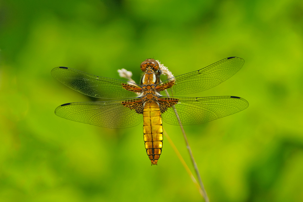 libellula fulva