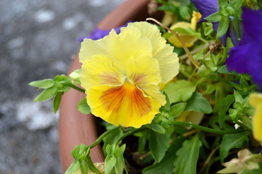 Macro Prova