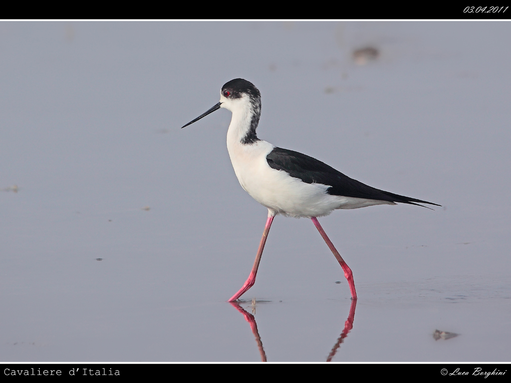 Cavaliere d'Italia # 5