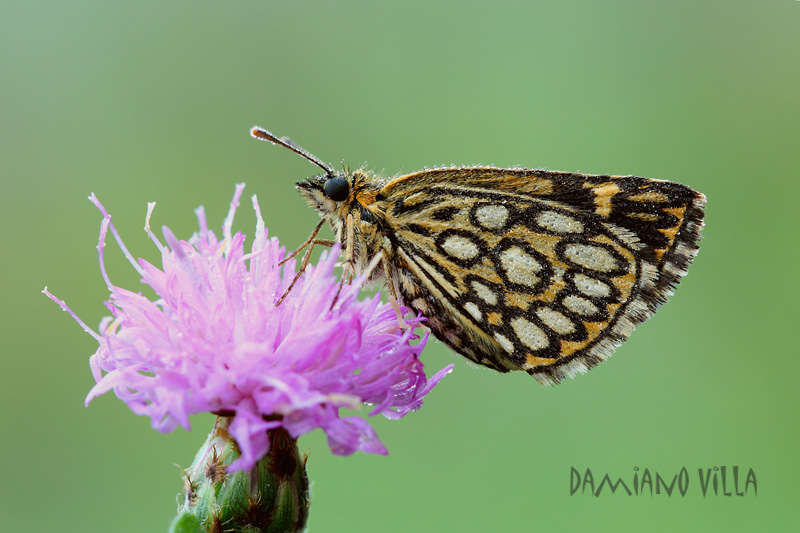 Heteropterus morpheus