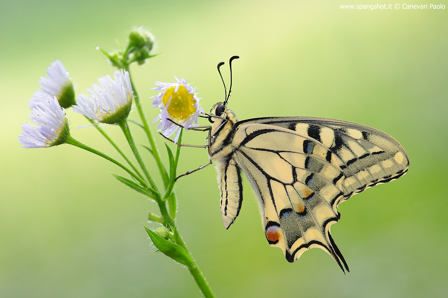 Papilio Machaon