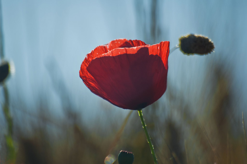 in controluce..prova