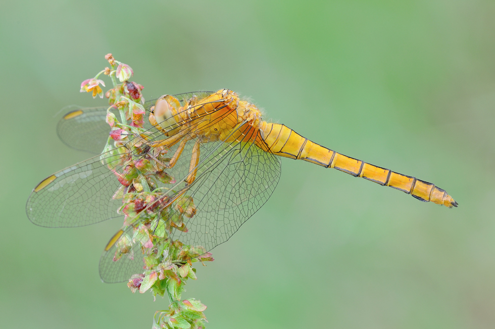 Orthetrum coerulescens