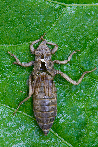 Sono arrivato tardi!