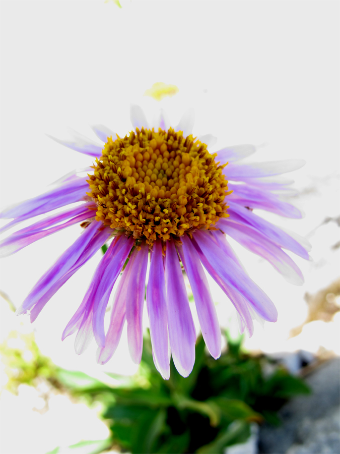 anenome
