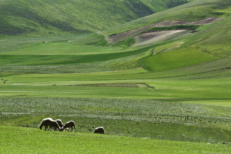 Piani di Castelluccio