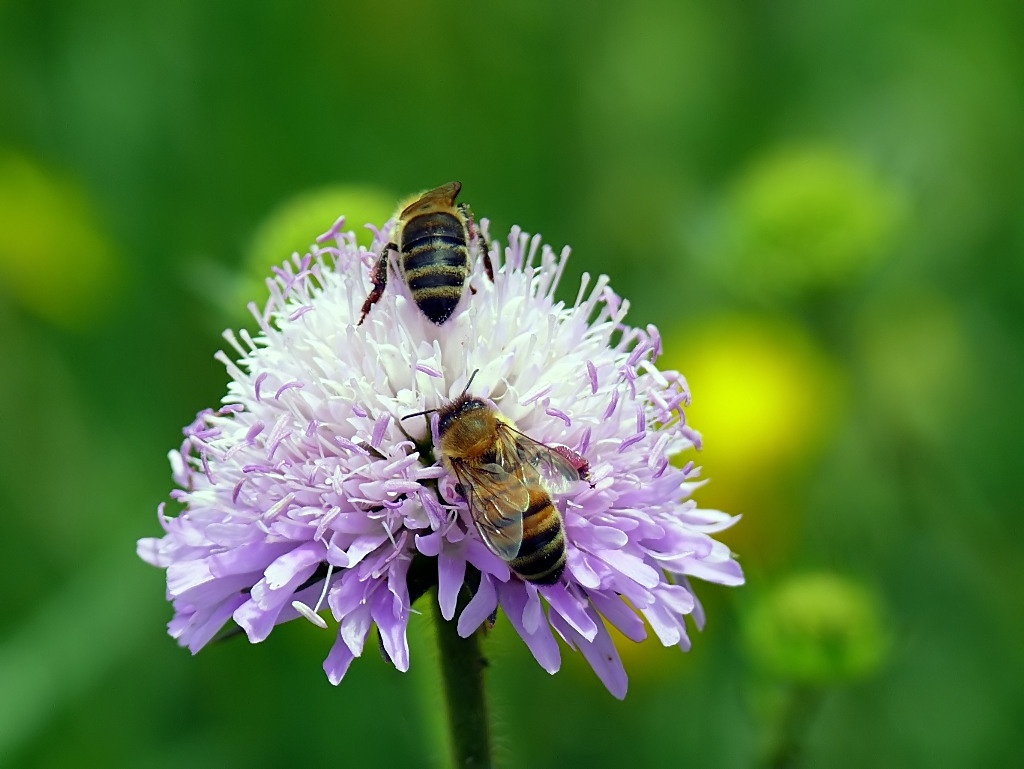 In fila per la mensa