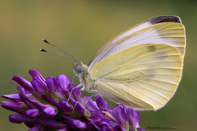 Pieris Rapae