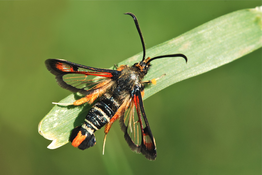 Pyropteron chrysidiformis