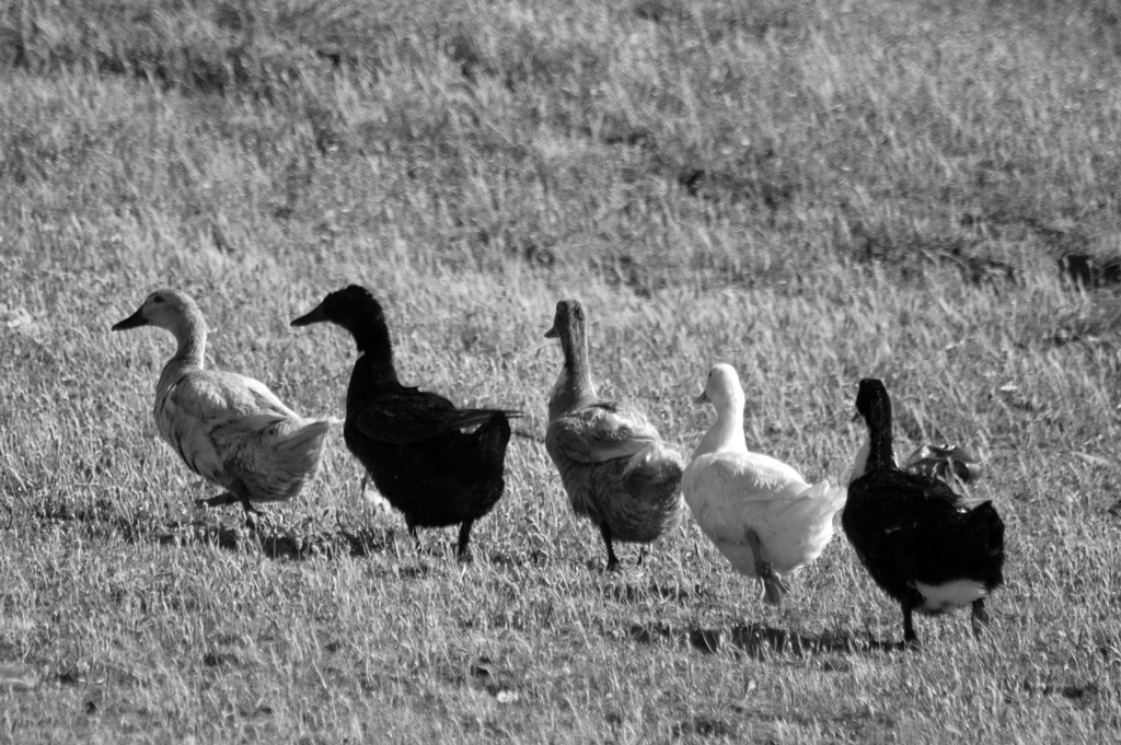 tutte in fila...suuuuu