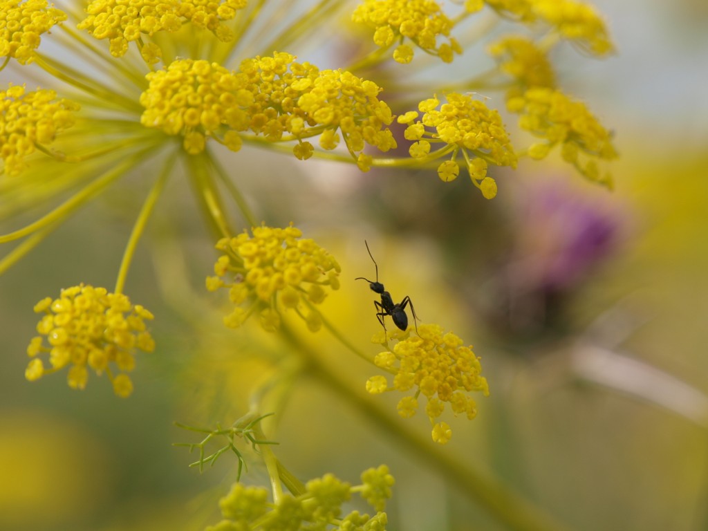 formichina in giallo