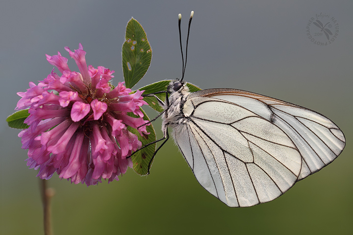 Abito nuziale con bouquet!