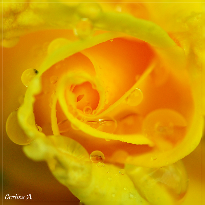 Cuore giallo
