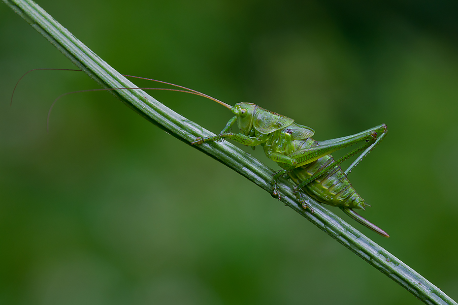 Tettigonia viridissima (femmina)